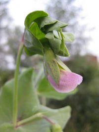 Capucijnerbloem