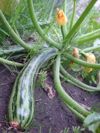 Courgette