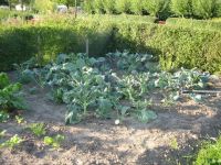 Bloemkool, brocolli en groene kool